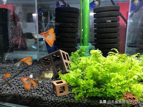 魚缸 換水|養魚要換水嗎？4種換水方式完整教學 